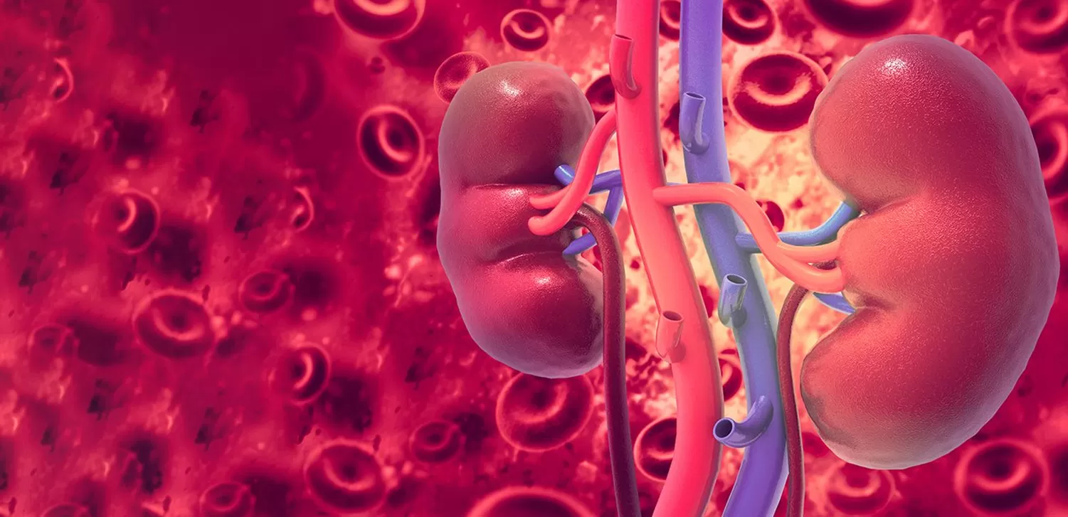 Doctor with patient and kidney scan on screen