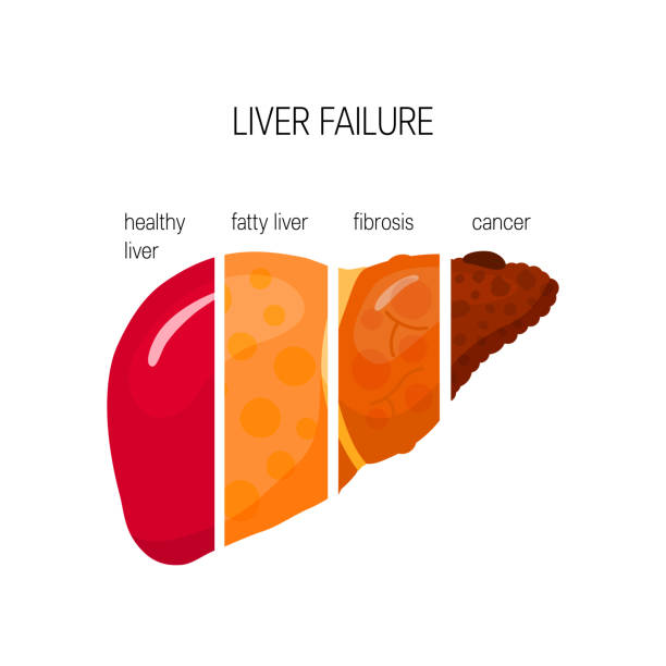 Liver illustration